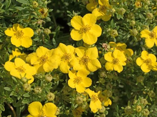 Pięciornik krzewiasty 'Goldfinger' Żółty (Potentilla fruticosa) Poj. 2.0L na Arena.pl