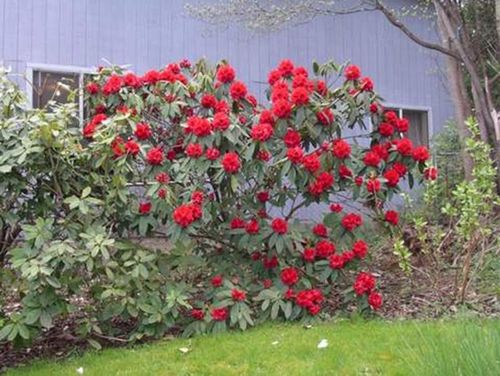 Różanecznik Busuki C3 E na Arena.pl