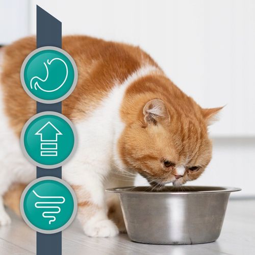 Mokra karma dla kota kurczak indyk VET EXPERT INTESTINAL12x saszetka 100g na Arena.pl