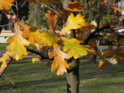 Dąb szypułkowy SADZONKI 30/50cm Quercus Robur na Arena.pl
