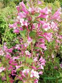 Krzewuszka wczesna 'Bouquet Rose' na pniu w C2, wysokość 80-100 cm