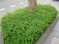 Śnieguliczka HANCOCK Okrywowa Różowe owoce C2