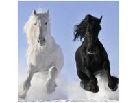 50X50CM BLACK&WHITE OBRAZ