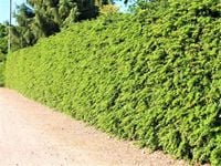 BERBERYS zielony kolumnowy - sadzonki 30 / 50 cm