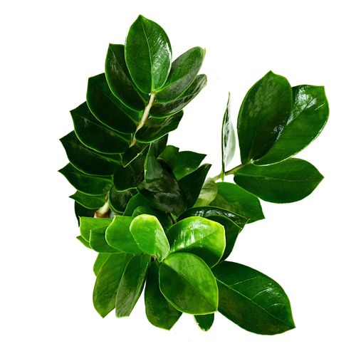 ZAMIOKULKAS (ZAMIOCULCAS) 35cm na Arena.pl