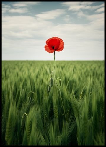 Plakat 64x90cm Samotny Mak na Polu na Arena.pl