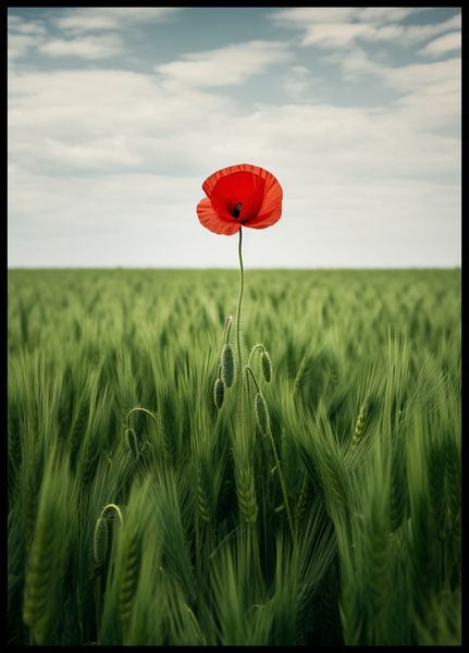 Plakat 64x90cm Samotny Mak na Polu zdjęcie 2
