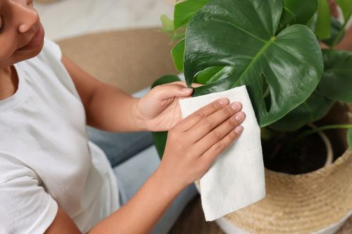 ZESTAW DO CZYSZCZENIA ROŚLIN LIŚCI KWIATÓW OLEJEK NEEM OLEJ MYDŁO POTASOWE na Arena.pl