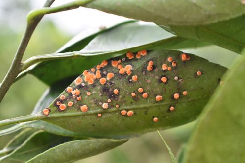 KLOZER & CARBOGEN L SUMIN EKOLOGICZNY DWUPAK NA SZKODNIKI W UPRAWACH 2x20ml na Arena.pl