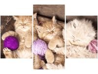 90X60CM OBRAZ DRUK ŚPIĄCE KOTY MISCE TRZY OBRAZY