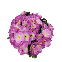 Bukieciki prymulka kremowo fioletowe 8 szt