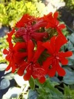 Firletka chalcedońska sadzonka skalniak bylina