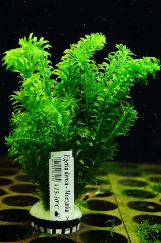Moczarka Argentyńska Rośliny do akwarium ŁATWA na Arena.pl