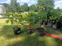 C5 PORZECZKA BIAŁA NIVEUM 60-80 CM. WITAMINY RIBES