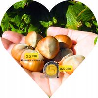 leszczyna Orzech GIGANT OLBRZYM Smakuje jak ziemniaki z ogniska