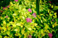 P9 ZŁOTA TAWUŁA GOLDEN PRINCESS KRZEWY24