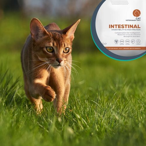 Sucha karma dla kotów wsparcie trawienia Vet Expert Intestinal 2 kg na Arena.pl