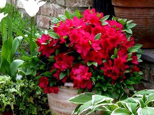 Azalia japońska Georg Arends C2 E na Arena.pl