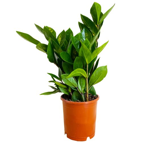 ZAMIOKULKAS (ZAMIOCULCAS) 35cm na Arena.pl