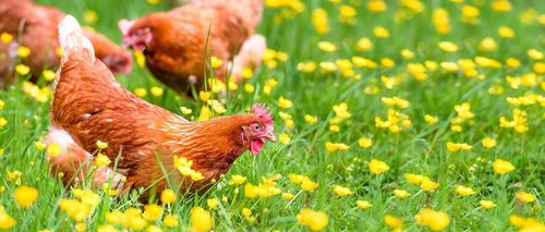 ZNACZNIKI OBRĄCZKI KLIPSY DLA KUR KACZEK GĘSI PTAKÓW 16MM 0.5-2.5kg na Arena.pl