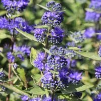 Barbula klandońska 'Dark Knight' (Caryopteris clandonensis) Doniczka 2.0L