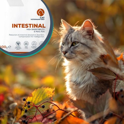 Mokra karma dla kota kurczak indyk VET EXPERT INTESTINAL12x saszetka 100g na Arena.pl