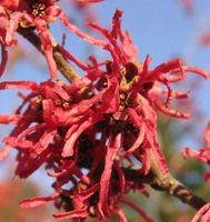 OCZAR DIANA czerwony zimą kwitnący - sadzonki 50 / 80 cm