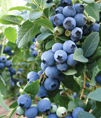 Borówka Amerykańska BLUECROP 5L 70-100cm Duże Owoce
