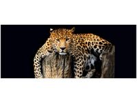 OBRAZ DZIKI KOT LAMPART