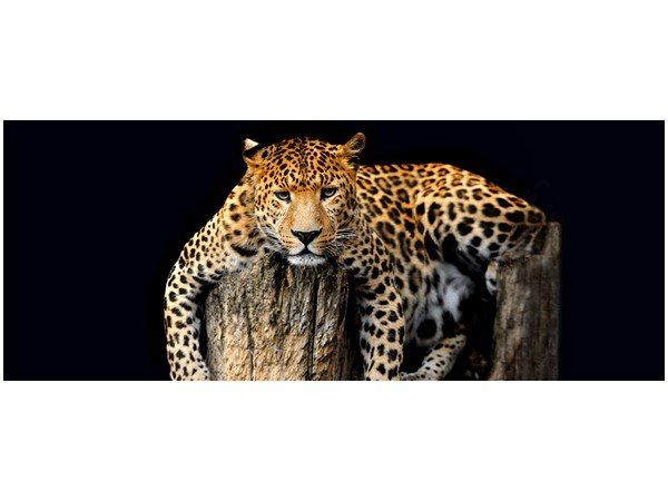 Obraz Dziki kot lampart zdjęcie 1