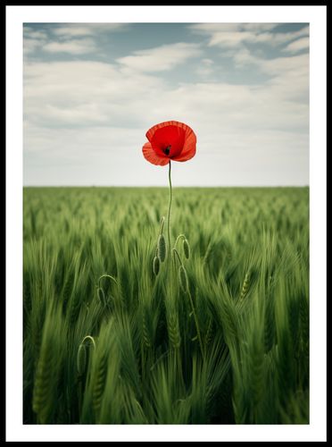 Plakat 50x70cm Samotny Mak na Polu na Arena.pl