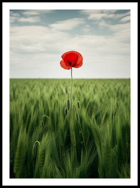 Plakat 50x70cm Samotny Mak na Polu zdjęcie 3