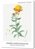 Obraz 70x100cm Design Chearinthus Cheiri, Redoute Vintage do Salonu