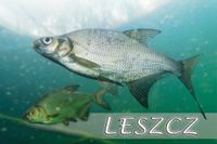 product-compare-52615343