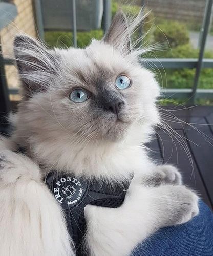 SZELKI dużego kota 43-53cm powyżej 6kg TRE PONTI czarne MIĘKKIE oddychające na Arena.pl