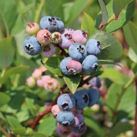 Zestaw Borówka amerykańska na Arena.pl