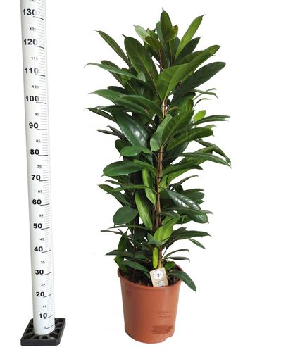 Fikus (Ficus) CYATHISTIPULA  130 cm na Arena.pl