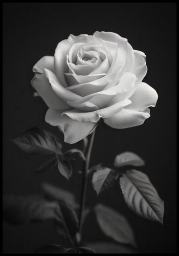 Plakat 68x98cm Płatki Róż na Arena.pl