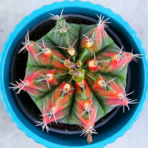 KOLOROWY KAKTUS Gymnocalycium mihanovichii Variegata NA KAŻDĄ OKAZJĘ na Arena.pl