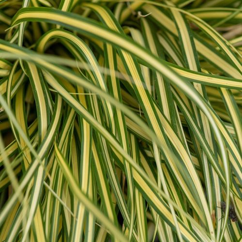 Turzyca oszimska EverColor® EVERGOLD na Arena.pl