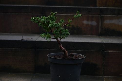 Jałowiec chiński Shimpaku - Juniperus chinensis 0062 na Arena.pl