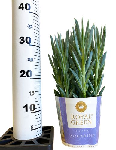 Starzec Senecio Mount Everest 30cm na Arena.pl