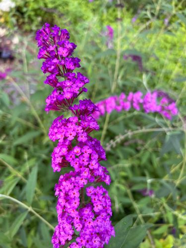 Budleja Dawida 'Royal Red' (Buddleja davidii) Doniczka 2.0L na Arena.pl
