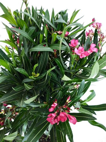 OLEANDER KRZEW RÓŻOWY 65cm na Arena.pl