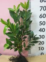 Laurowiśnia Caucasica 40-60 cm najbardziej mrozoodporna sadzonka