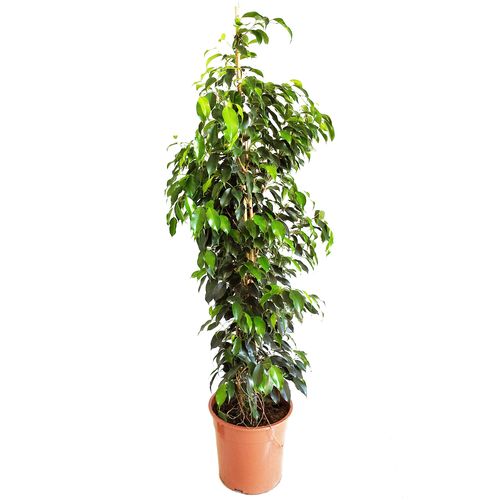 FIKUS (FICUS) BENJAMINA DANIELLE 135 cm na Arena.pl