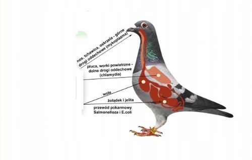 Mentol Septic dla gołębi bakterie jelita Elita 500 na Arena.pl