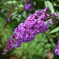 Budleja Dawida 'Purple Emperor' Fioletowa (Buddleja davidii) Doniczka 5.0L
