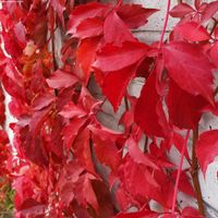 Winobluszcz pięciolistkowy 'Murorum' w P9, wysokość 40-60 cm