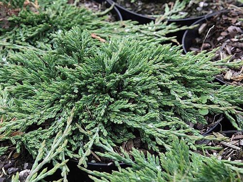 Jałowiec płożący Pancake C2 na Arena.pl